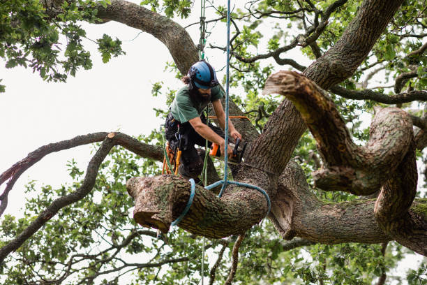 Best Leaf Removal  in Albany, KY