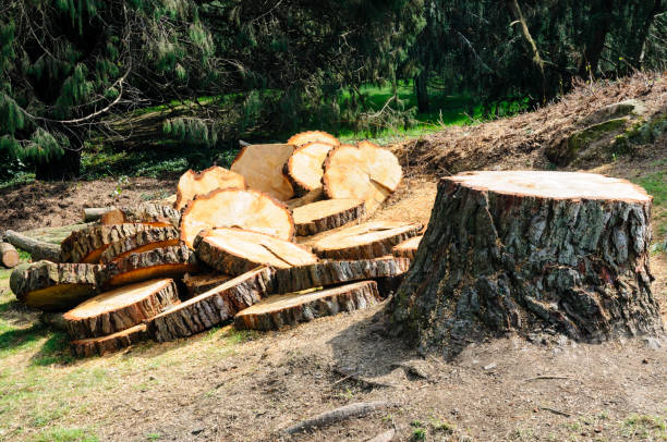 Reliable Albany, KY Tree Services Solutions